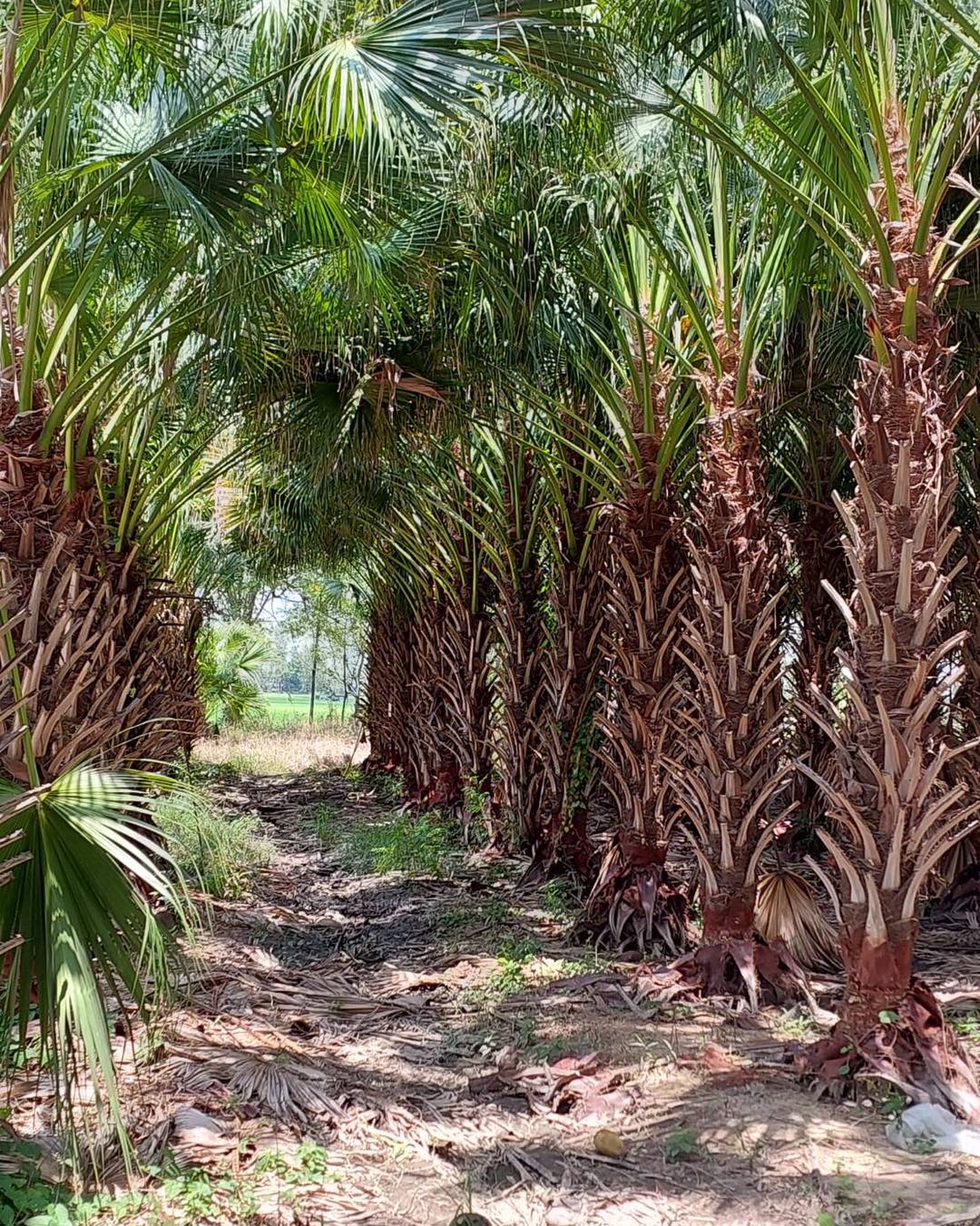 Farm Palm By U จำหน่ายต้นปาล์ม อินทผาลัม มะพร้าว ไม้ล้อม ไม้ตามออเดอร์ รูปที่ 5