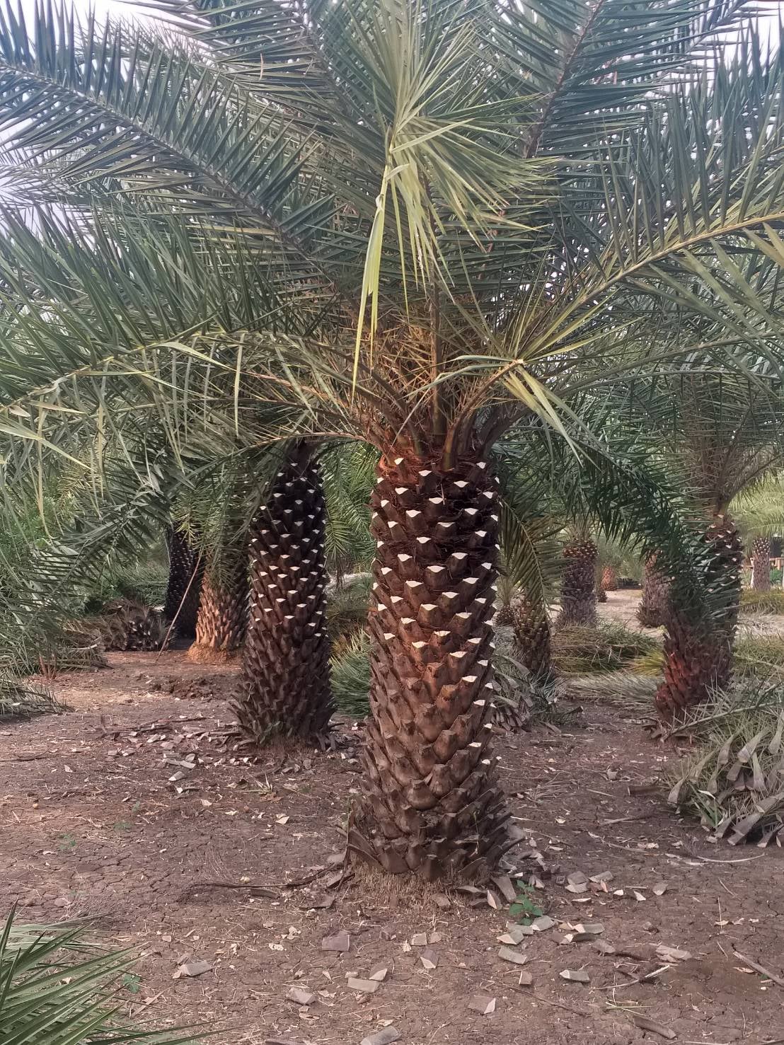 Farm Palm By U จำหน่ายต้นปาล์ม อินทผาลัม มะพร้าว ไม้ล้อม ไม้ตามออเดอร์ รูปที่ 4