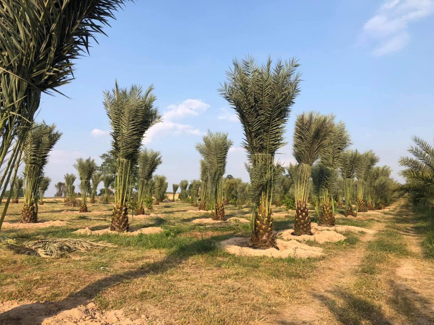 Farm Palm By U จำหน่ายต้นปาล์ม อินทผาลัม มะพร้าว ไม้ล้อม ไม้ตามออเดอร์ รูปที่ 3