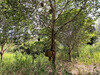 รูปย่อ ขายที่ดินสวนผึ้ง ราชบุรี เนื้อที่ 25 ไร่ เหมาะทำบ้านสวน รีสอร์ท ที่ดินแบ่งขาย รูปที่6