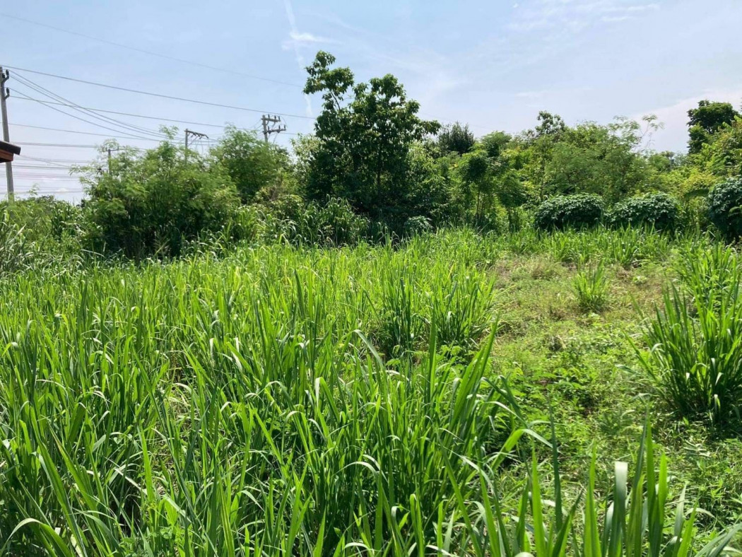 ขายที่ดินสวย ถมแล้ว ตัวเมืองกาญจบุรี เนื้อที่ 70 ตรว หนองบัว เมืองกาญจนบุรี เหมาะปลูกบ้าน รูปที่ 3