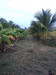 รูปย่อ ขายที่ดินสวนมะพร้าวน้ำหอม ใกล้ตัวเมืองราชบุรี เนื้อที่ 4 ไร่ เกาะพลับพลา เมืองราชบุรี รูปที่1