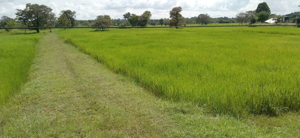 ขายที่ดินสวยทำเลดีมาก ราคาถูก ใกล้ตัวเมืองบุรีรัมย์ เนื้อที่ 20 ไร่ ลำปลายมาศ เหมาะทำจัดสรร ที่ดินแบ่งขาย โกดัง โรงงาน รูปที่ 3