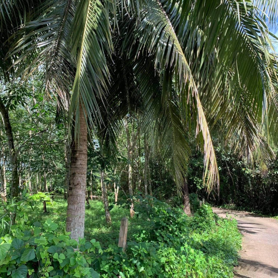 ขายที่ดินสวยทำเลดี ติดถนนคอนกรีต 2 ด้าน เนื้อที่ 2 ไร่ เมืองตราด เหมาะปลูกบ้านพักอาศัย รีสอร์ท ปลูกบ้านขาย ที่ดินแบ่งขาย การเกษตร รูปที่ 5