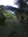 รูปย่อ ขายที่ดินสวนมะพร้าวน้ำหอม ใกล้ตัวเมืองราชบุรี เนื้อที่ 4 ไร่ เกาะพลับพลา เมืองราชบุรี รูปที่4