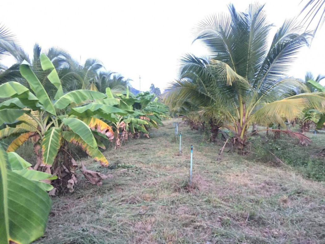 ขายที่ดินสวนมะพร้าวน้ำหอม ใกล้ตัวเมืองราชบุรี เนื้อที่ 4 ไร่ เกาะพลับพลา เมืองราชบุรี รูปที่ 6