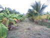 รูปย่อ ขายที่ดินสวนมะพร้าวน้ำหอม ใกล้ตัวเมืองราชบุรี เนื้อที่ 4 ไร่ เกาะพลับพลา เมืองราชบุรี รูปที่6