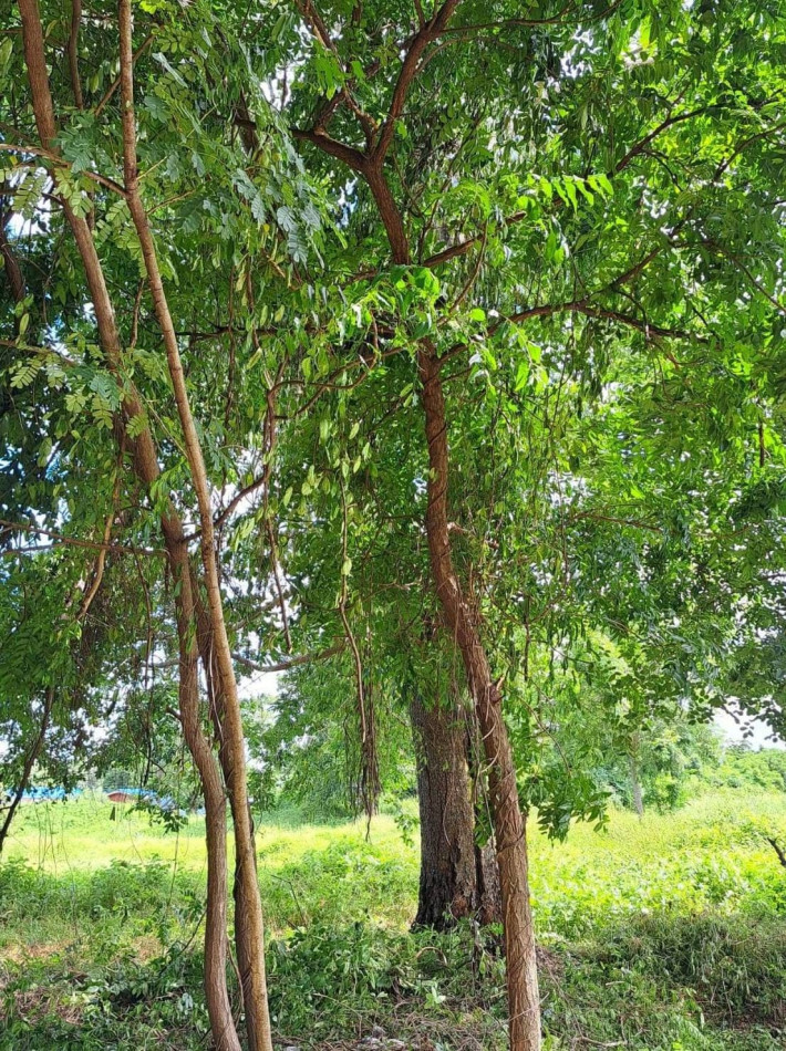 ขายที่ดินราคาถูกบรรยากาศดี ร่มรื่น เนื้อที่ 2 ไร่ หนองสาหร่าย ดอนเจดีย์ สุพรรณบุรี รูปที่ 5