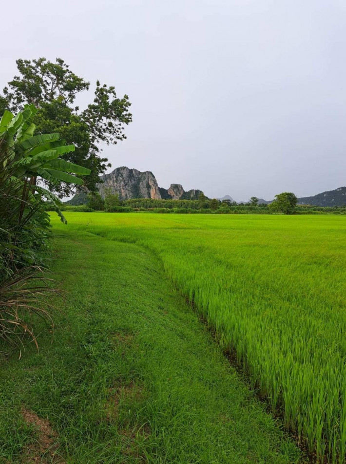 ที่ดินสวยแบ่งขาย บรรยากาศดีสุดๆ เนื้อที่ 7 ไร่ หนองฉาง อุทัยธานี หน้ากว้าง 275 เมตร เหมาะปลูกบ้าน รีสอร์ท รูปที่ 6