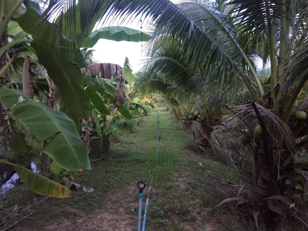 ขายที่ดินสวนมะพร้าวน้ำหอม ใกล้ตัวเมืองราชบุรี เนื้อที่ 4 ไร่ เกาะพลับพลา เมืองราชบุรี รูปที่ 3