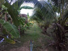 รูปย่อ ขายที่ดินสวนมะพร้าวน้ำหอม ใกล้ตัวเมืองราชบุรี เนื้อที่ 4 ไร่ เกาะพลับพลา เมืองราชบุรี รูปที่3