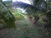 รูปย่อ ขายที่ดินสวนมะพร้าวน้ำหอม ใกล้ตัวเมืองราชบุรี เนื้อที่ 4 ไร่ เกาะพลับพลา เมืองราชบุรี รูปที่2