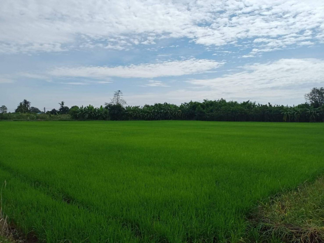 ขายที่ดินสวยใกล้ตัวเมืองฉะเชิงเทรา หน้ากว้าง 140 เมตร เนื้อที่ 4 ไร่ ท่าไข่ เมืองฉะเชิงเทรา เหมาะปลูกบ้าน รีสอร์ท รูปที่ 6
