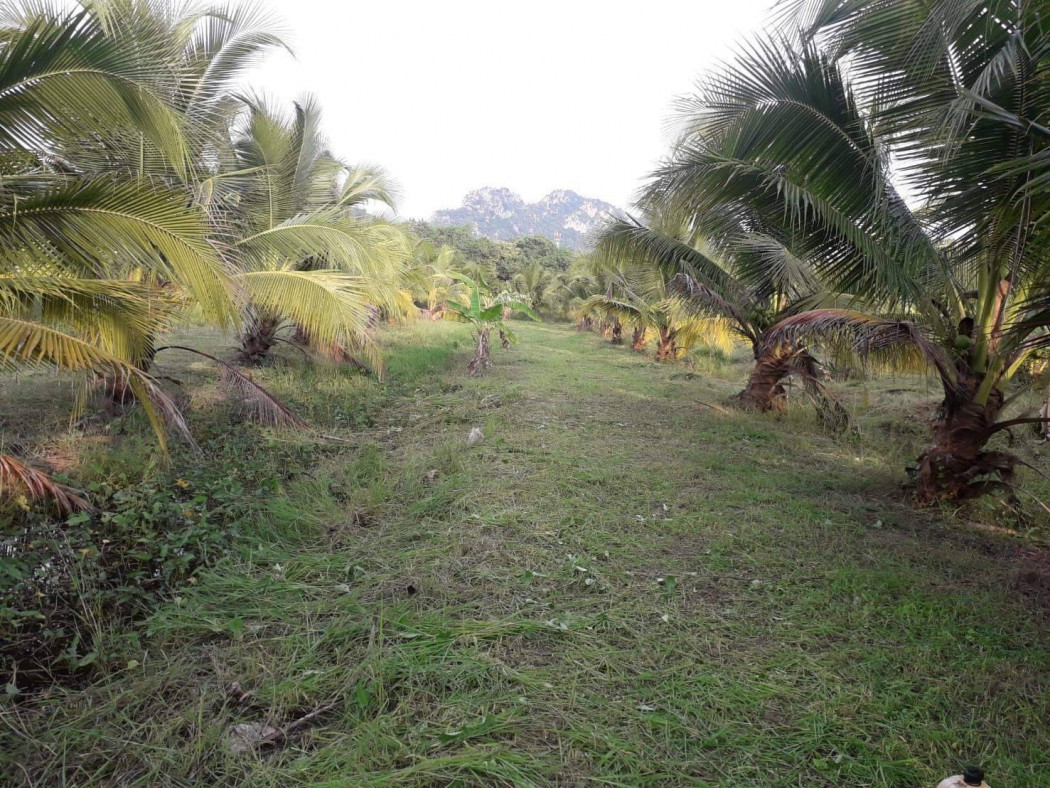 ขายที่ดินสวนมะพร้าวน้ำหอม ใกล้ตัวเมืองราชบุรี เนื้อที่ 4 ไร่ เกาะพลับพลา เมืองราชบุรี รูปที่ 5