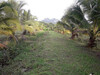 รูปย่อ ขายที่ดินสวนมะพร้าวน้ำหอม ใกล้ตัวเมืองราชบุรี เนื้อที่ 4 ไร่ เกาะพลับพลา เมืองราชบุรี รูปที่5