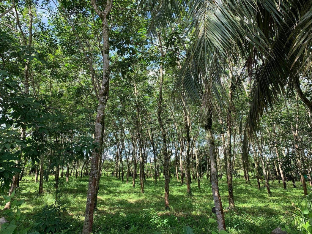 ขายที่ดินสวยทำเลดี ติดถนนคอนกรีต 2 ด้าน เนื้อที่ 2 ไร่ เมืองตราด เหมาะปลูกบ้านพักอาศัย รีสอร์ท ปลูกบ้านขาย ที่ดินแบ่งขาย การเกษตร รูปที่ 2