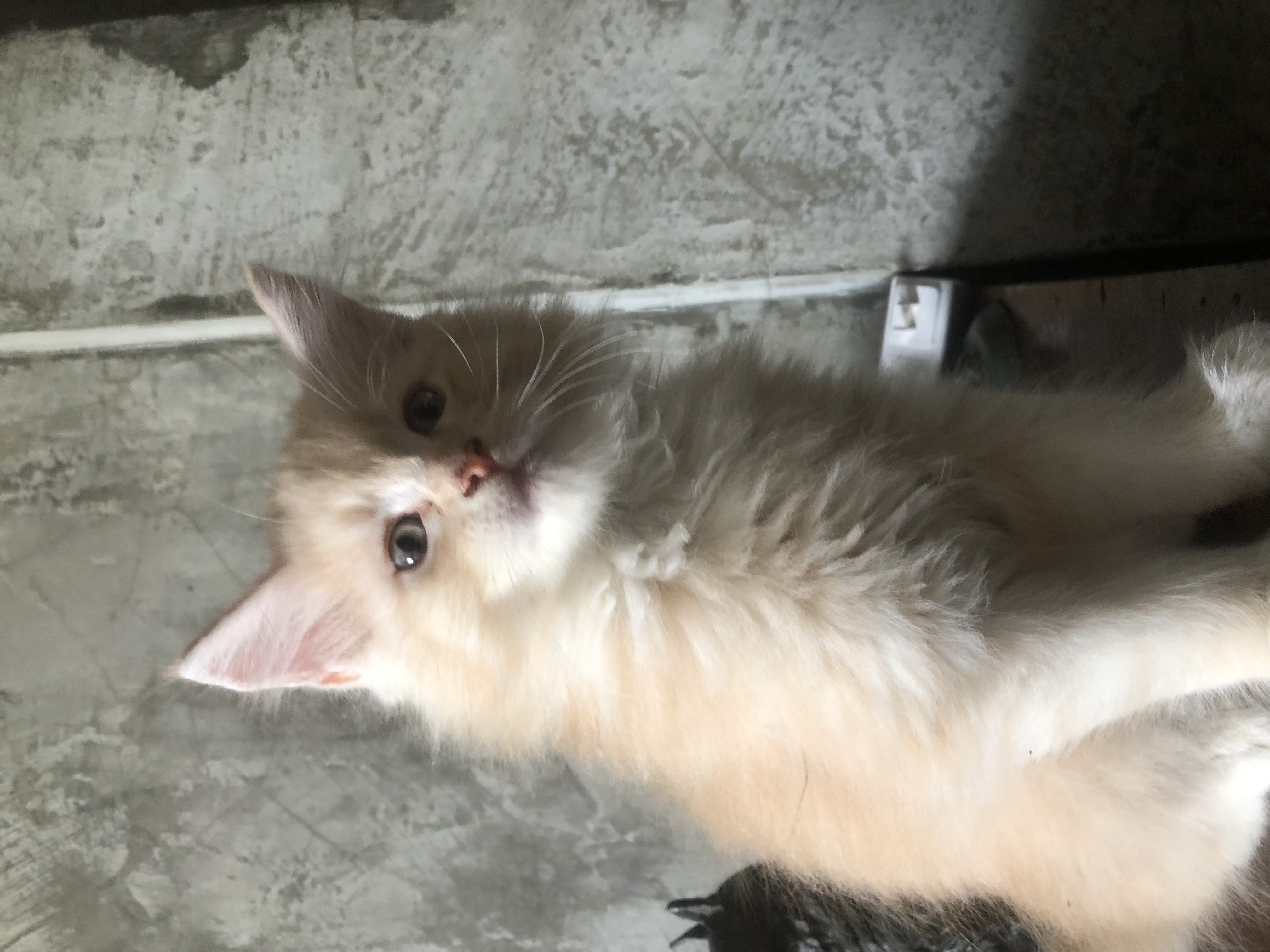 เมนคูนแท้ รูปที่ 6