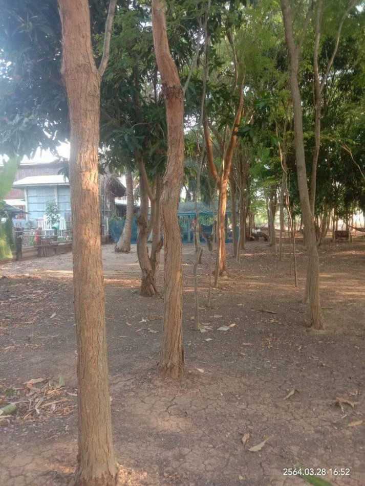 ขายที่ดินสวยทำเลดี ใกล้วัดหนองสังข์ เนื้อที่ 2 ไร่ อรัญประเทศ สระแก้ว เหมาะปลูกบ้านพักอาศัย ที่ดินแบ่งขาย บ้านสวน รีสอร์ท รูปที่ 3
