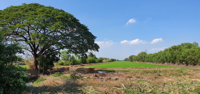 ขายที่ดิน 60 ไร่ เลียบคลองระพีพัฒน์ คลองสี่ ใกล้มอตอร์เวย์ ต.พยอม อ.วังน้อย จ.อยุธยา รูปที่ 1