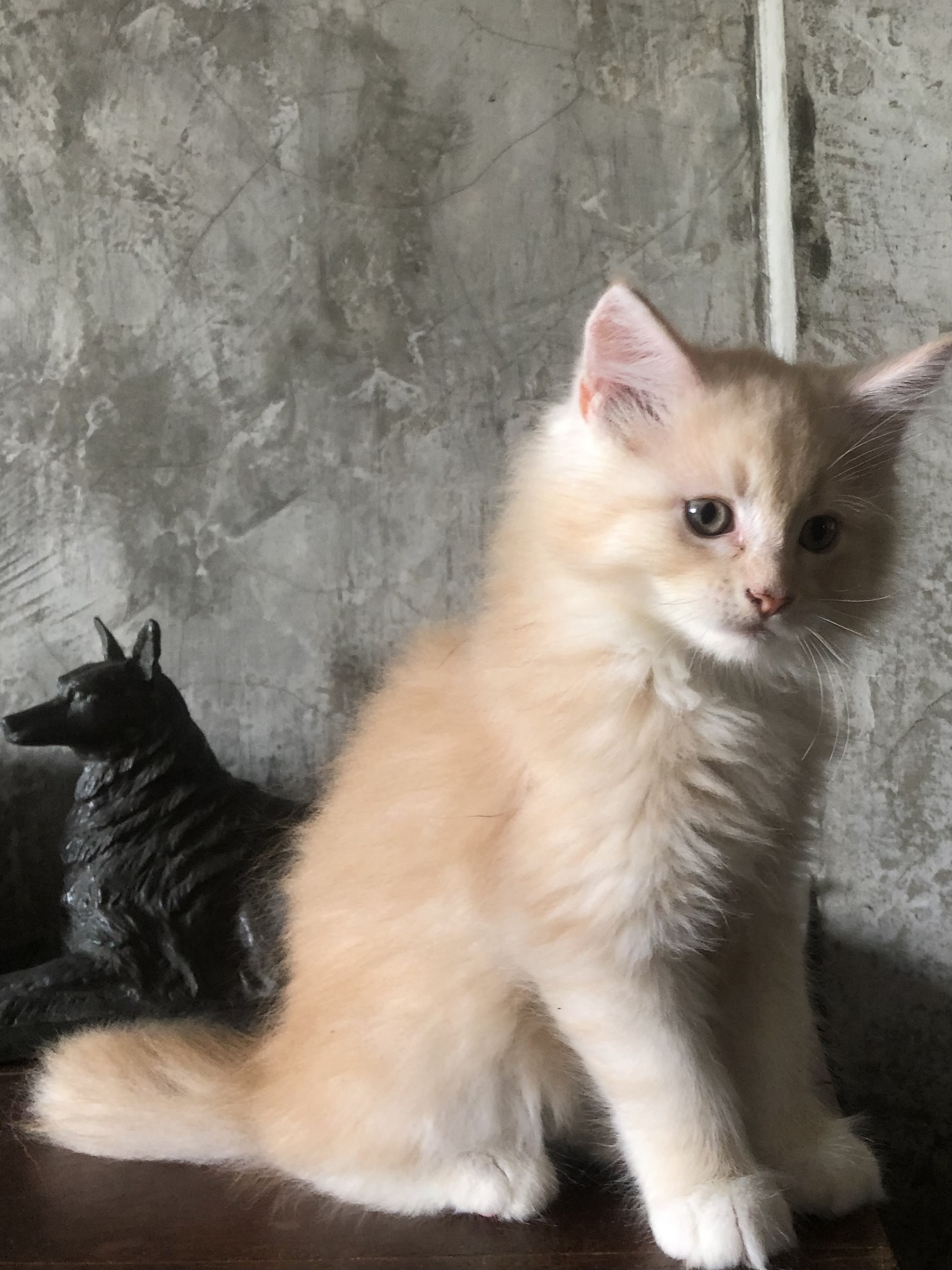 เมนคูนแท้ รูปที่ 3