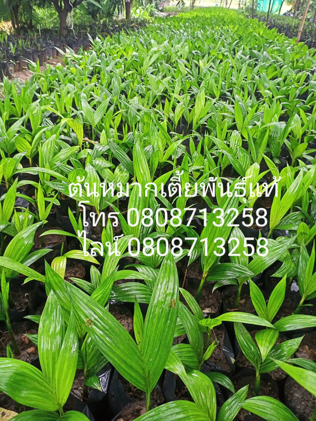 หมากเตี้ย ขายพันธุ์หมากเตี้ย หมากเตี้ย พันธุ์แท้ โทร 0808713258 รูปที่ 3