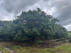 รูปย่อ ที่ดิน สวนผลไม้ เมืองจันท์ 138ไร่ ติดถนนดำ ถนนทุ่งเพล-วัดขนุน จันทบุรี รูปที่3