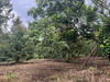 รูปย่อ ที่ดิน สวนผลไม้ เมืองจันท์ 138ไร่ ติดถนนดำ ถนนทุ่งเพล-วัดขนุน จันทบุรี รูปที่4