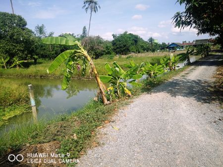 ขาย ที่ดิน ติดถนน ใกล้แหล่งน้ำ 2 ไร่ 42 ตร.วา นครชัยศรี นครปฐม รูปที่ 3