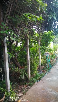 ขาย บ้านเดี่ยว ปูพื้นไม้จริง 280 ตรม. 100 ตร.วา ลาดหลุมแก้ว ปทุมธานี รูปที่ 11