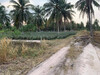 รูปย่อ GT-041 ขายที่ดินศรีราชา 50 ไร่ เป็นสวนมะพร้าว 36 ไร่และสวนยาง 14 ไร่ บางพระ ชลบุรี รูปที่6