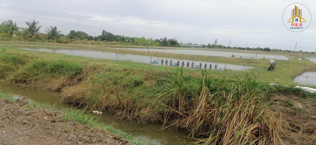 ที่ดิน 8 ไร่ อำเภอบางคล้า (ตรงข้ามโรงพบายาลส่งเสริมสุขภาพ ต.บางกระเจ็ด) รูปที่ 6