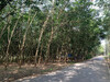 รูปย่อ GT-033 ขายสวนยางพร้อมที่ดิน 34 ไร่ ติดถ.เส้น 344 หนองเสือช้าง หนองใหญ่ ชลบุรี รูปที่2
