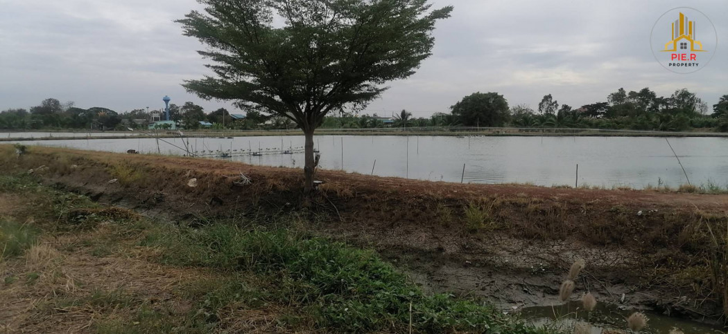 ที่ดิน 8 ไร่ อำเภอบางคล้า (ตรงข้ามโรงพบายาลส่งเสริมสุขภาพ ต.บางกระเจ็ด) รูปที่ 3