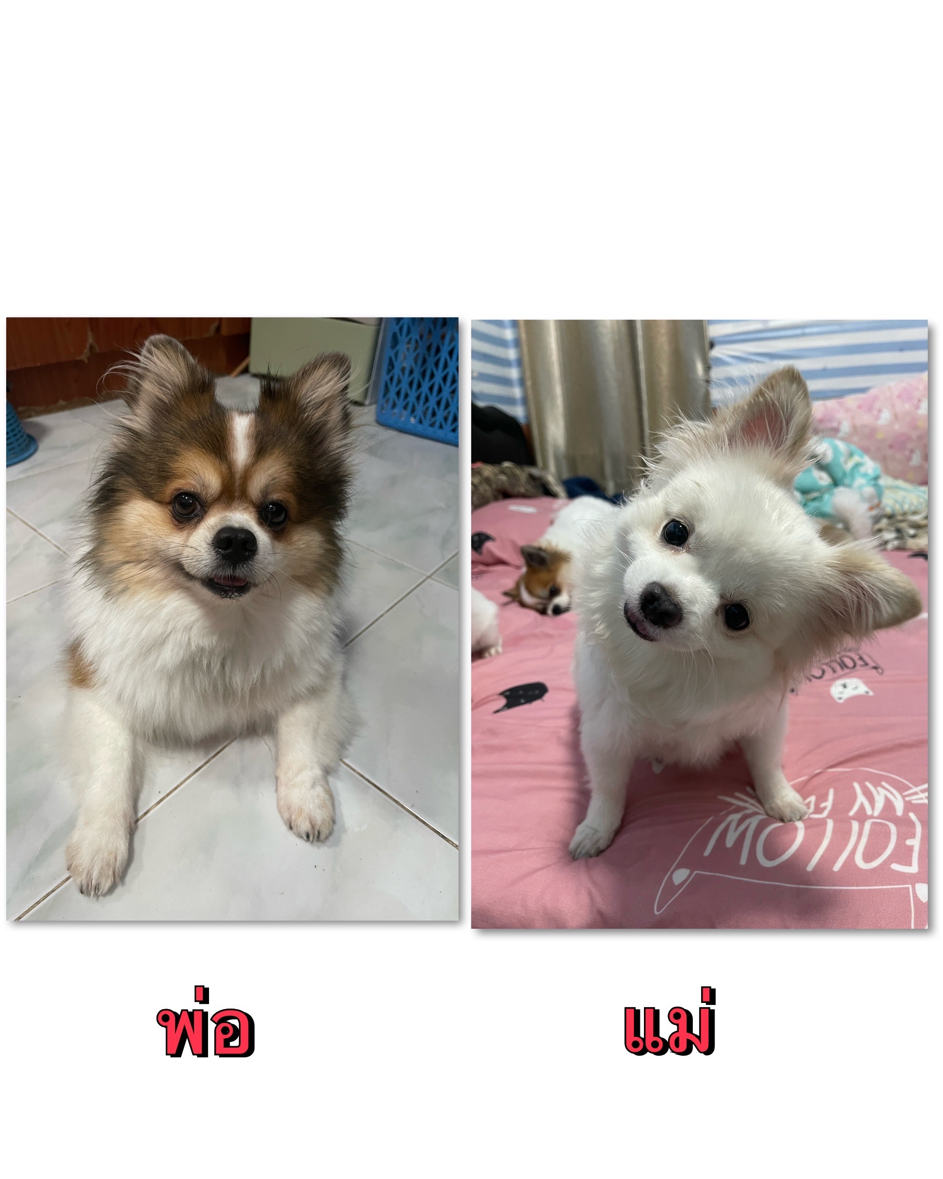 สุนัขชิวาว่าขนยาว รูปที่ 5