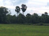 รูปย่อ ขายที่ดินคำโตนด 6 ไร่ เหมาะปลูกบ้านสวน ใกล้ถ.เส้นสุวรรณศร 33 - 4.3 กม. อ.ประจันตคาม จ.ปราจีนบุรี รูปที่2