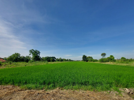 รีบขาย ลดให้เลย 2 ล้าน ขาย ที่ดิน ซ.คลองห้าตะวันออก 7 คลองหลวง ปทุมธานี 5 ไร่ ใกล้แหล่งชุมชน เหมาะสร้างบ้าน รูปที่ 6