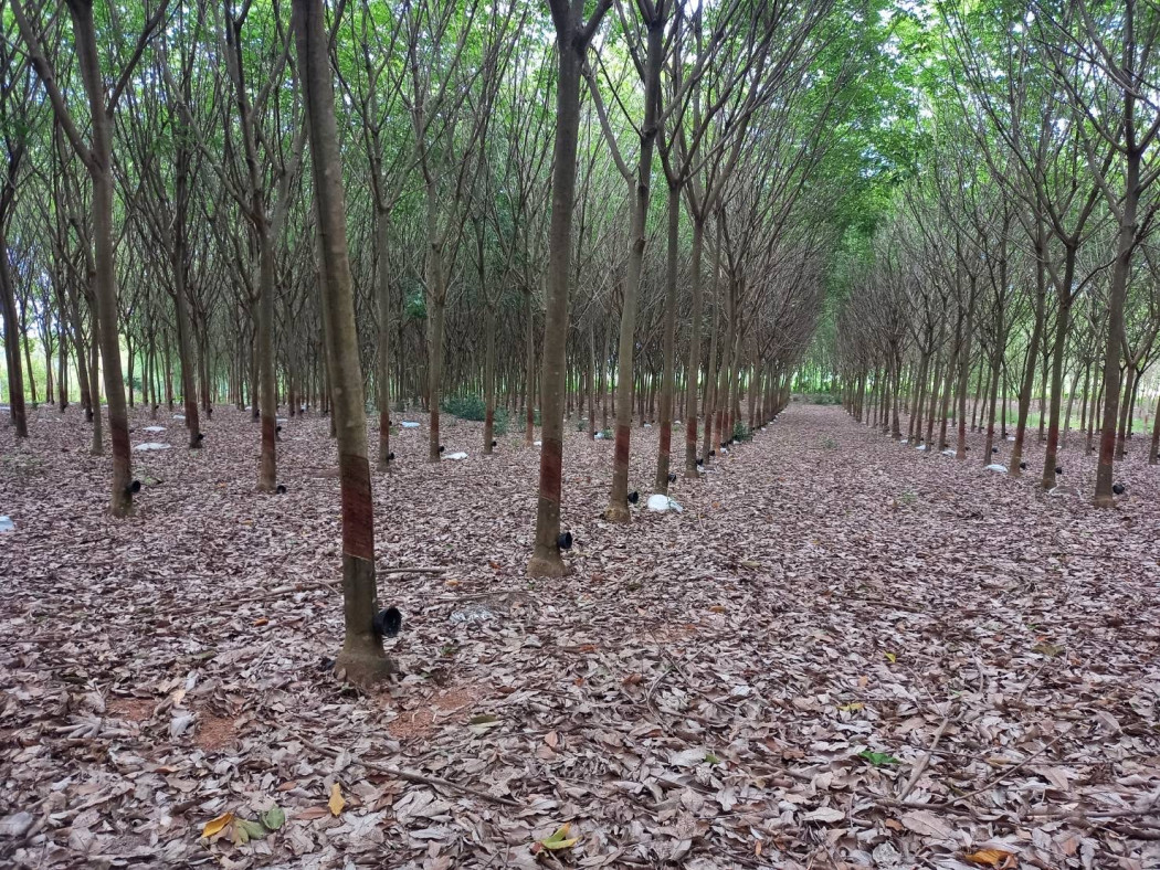 ขาย ที่ดิน ใกล้เขื่อน นฤบดินทร แก่งดินสอ ปราจีนบุรี รูปที่ 4