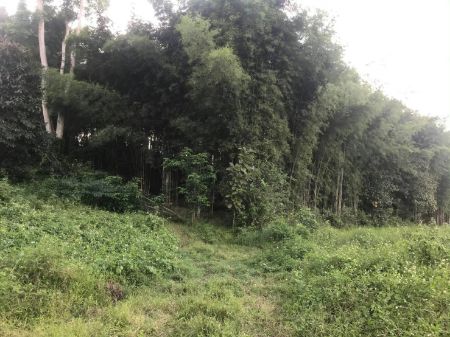 ขาย ที่ดิน เงียบสงบที่ดิน 2 ไร่ 2 งาน 65 ตร.วา ทำเลเด่น รูปที่ 4