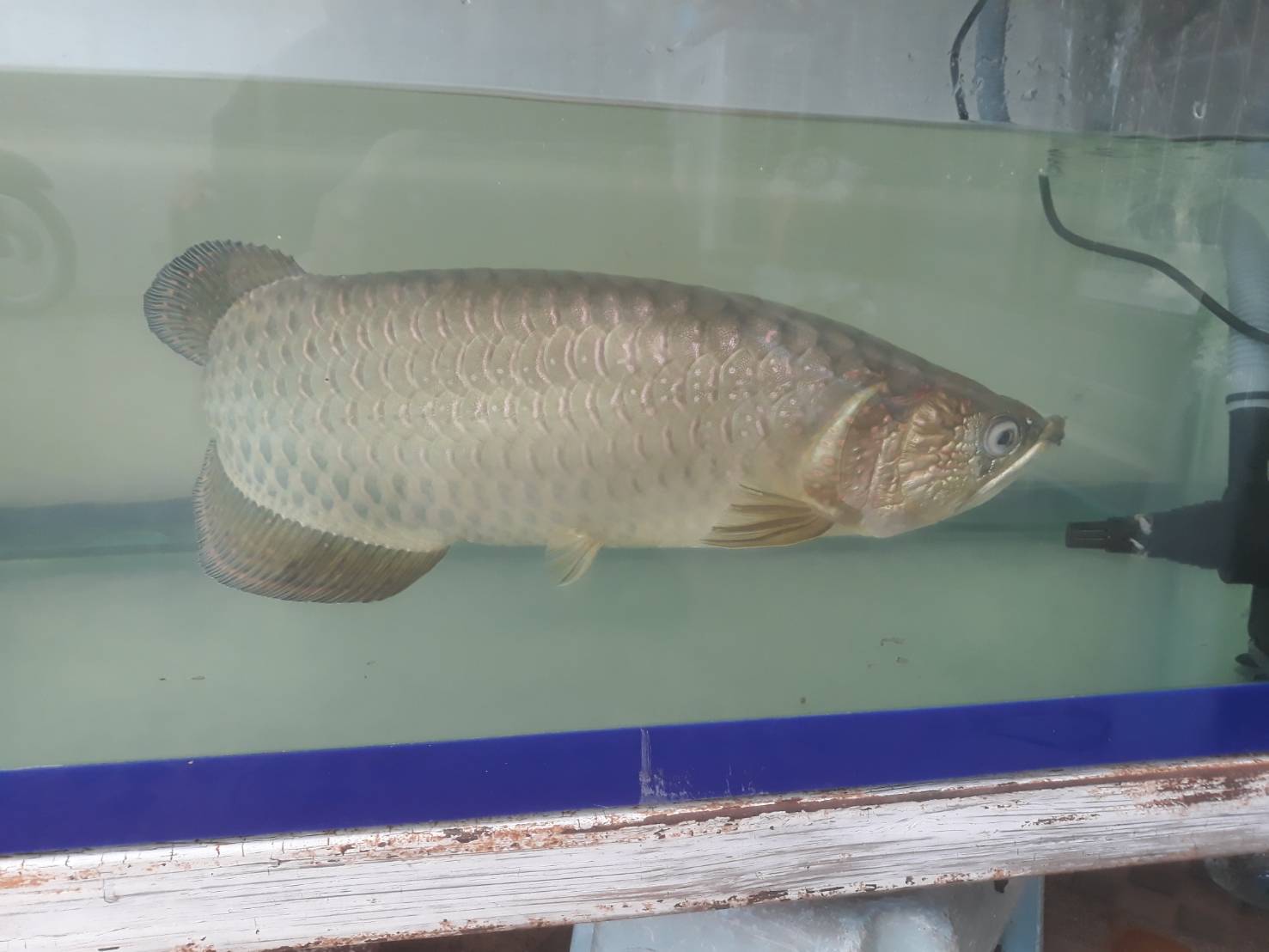 ปลามังกรออสเตรเลีย รูปที่ 6