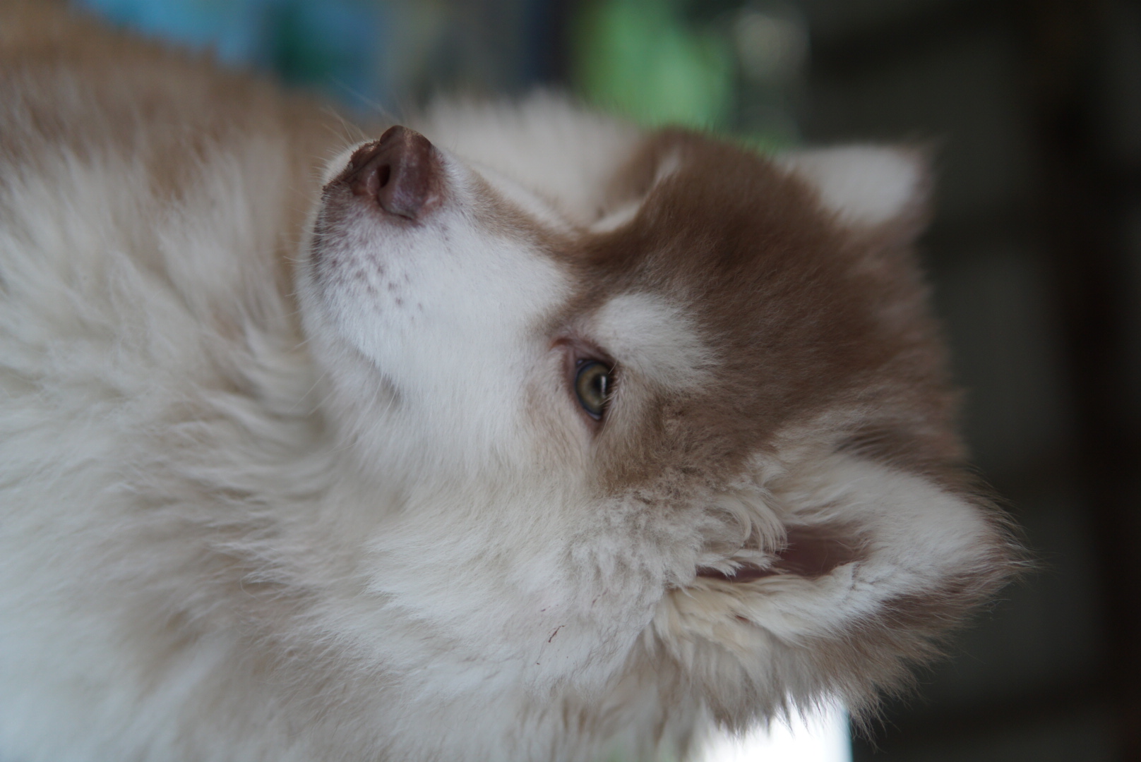 ขายไซบีเรี่ยนเพศผู้ อายุสองเดือนกว่า วูลลี่แท้ราคาถูกมาก!! 5500 บาท รูปที่ 3