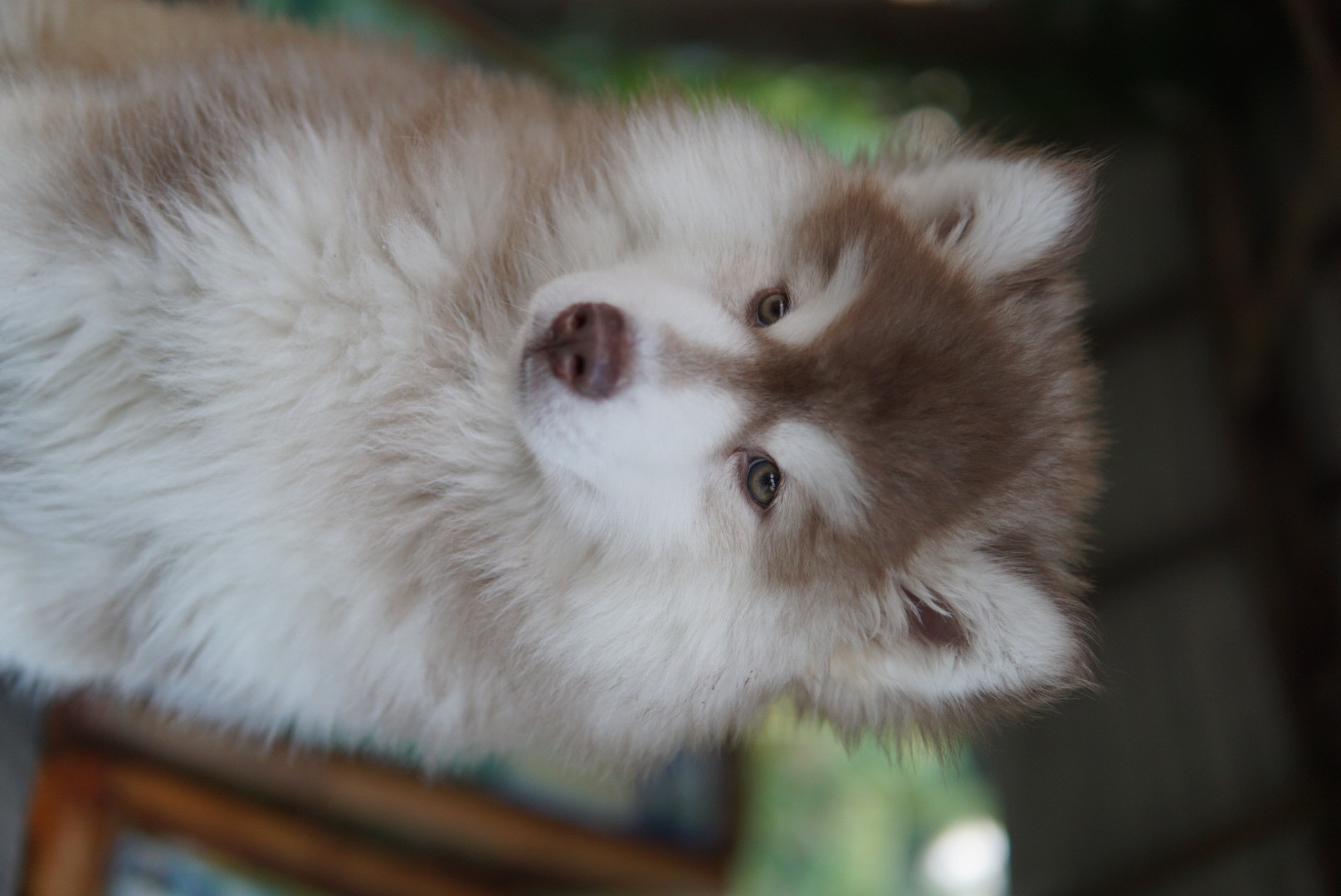 ขายไซบีเรี่ยนเพศผู้ อายุสองเดือนกว่า วูลลี่แท้ราคาถูกมาก!! 5500 บาท รูปที่ 4