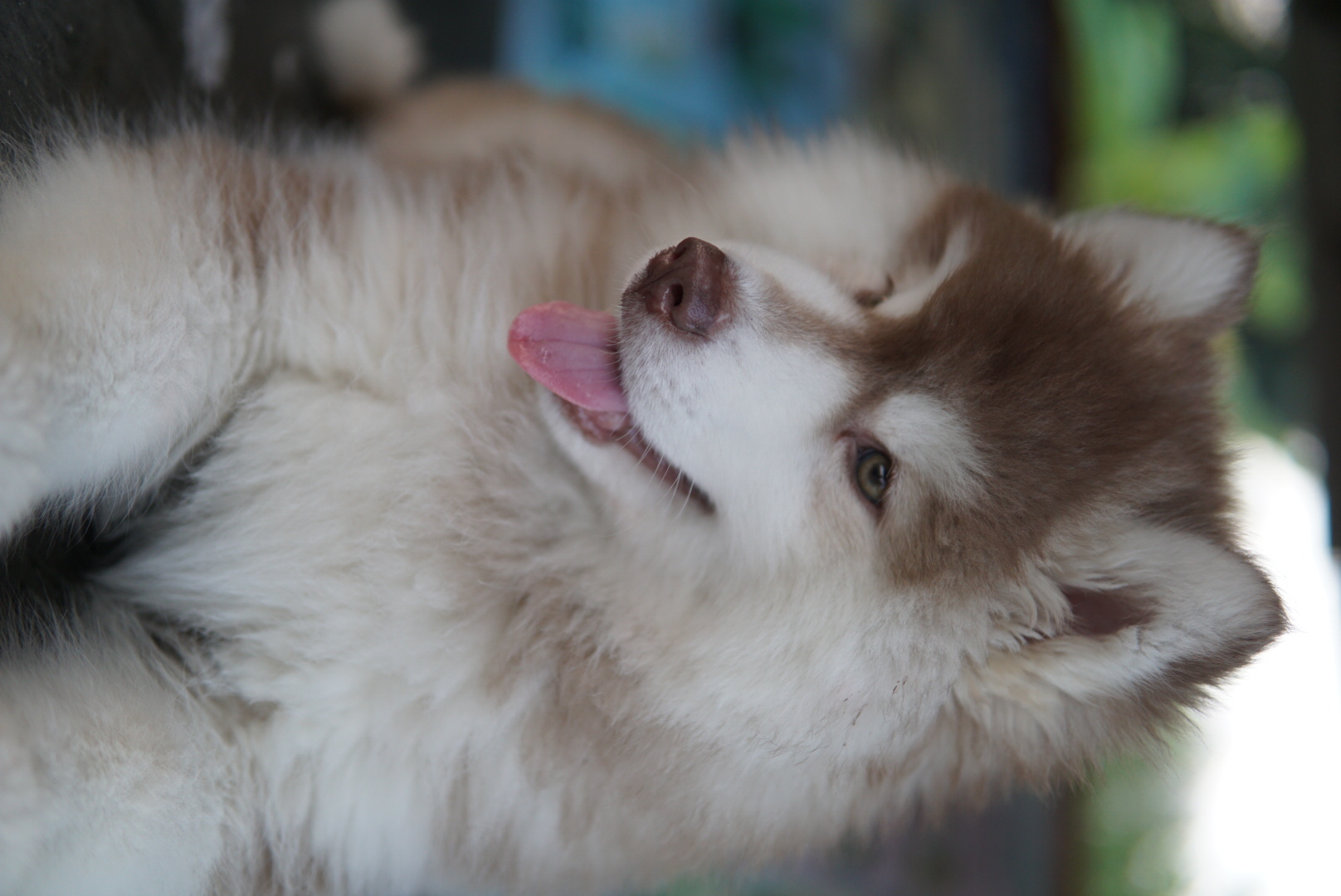 ขายไซบีเรี่ยนเพศผู้ อายุสองเดือนกว่า วูลลี่แท้ราคาถูกมาก!! 5500 บาท รูปที่ 6