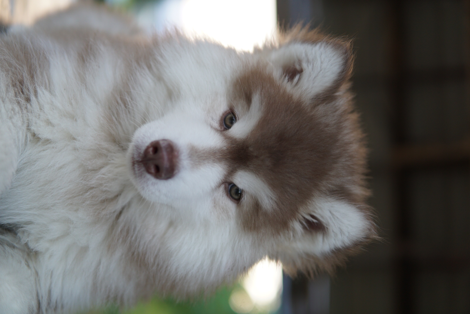 ขายไซบีเรี่ยนเพศผู้ อายุสองเดือนกว่า วูลลี่แท้ราคาถูกมาก!! 5500 บาท รูปที่ 5