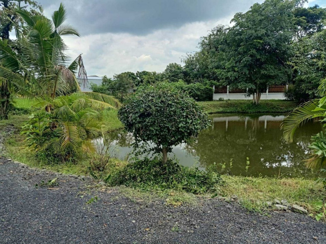 ขาย ที่ดิน มะขุนหวาน สันป่าตอง เชียงใหม่ 2 ไร่ 70.3 ตร.วา ติดถนนลาดยาง ติดลำเมือง บรรยากาศสุดฟิน เหมาะทำบ้านสวนผักผ่อน และรีสอร์ทร้านอาหาร รูปที่ 3