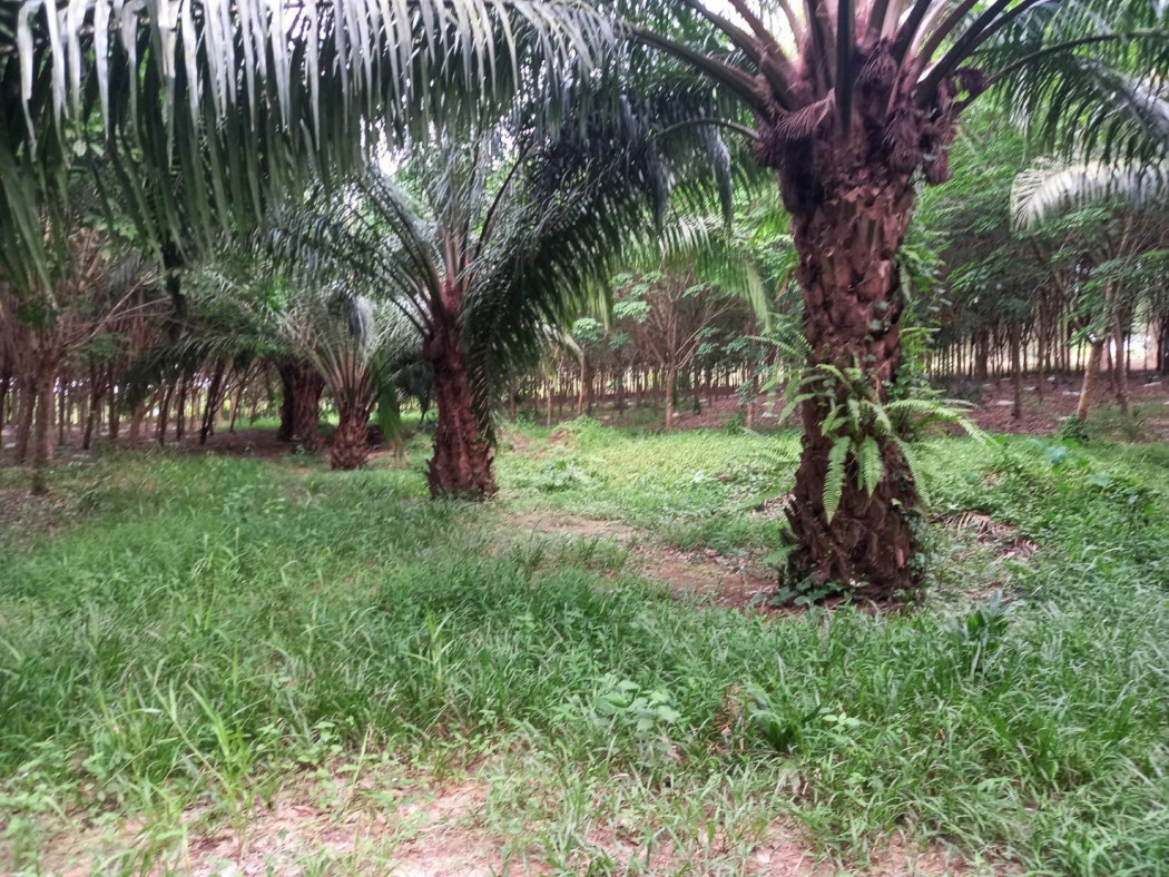 ขาย ที่ดิน ใกล้เขื่อน นฤบดินทร แก่งดินสอ ปราจีนบุรี รูปที่ 7