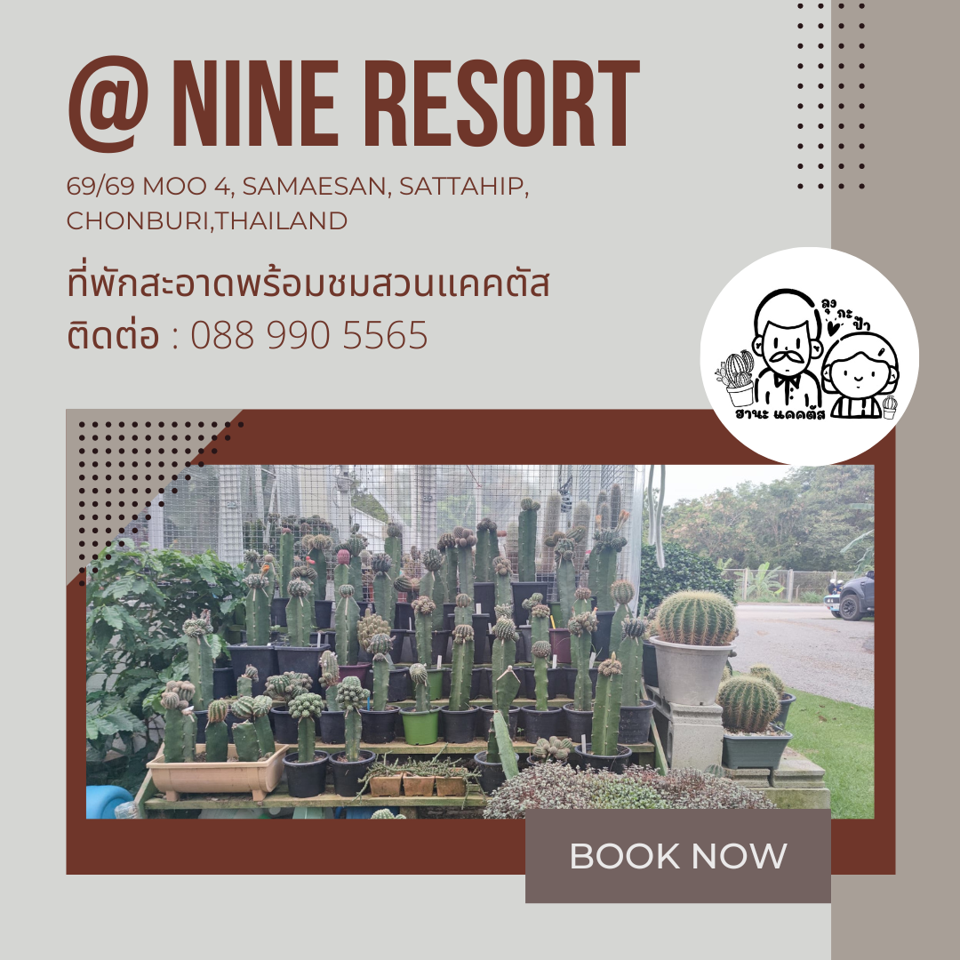 @NINE RESORT รูปที่ 4