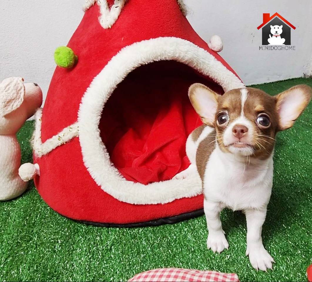 ดช. ไคโร minidoghome (❌ขายแล้ว❌) รูปที่ 3