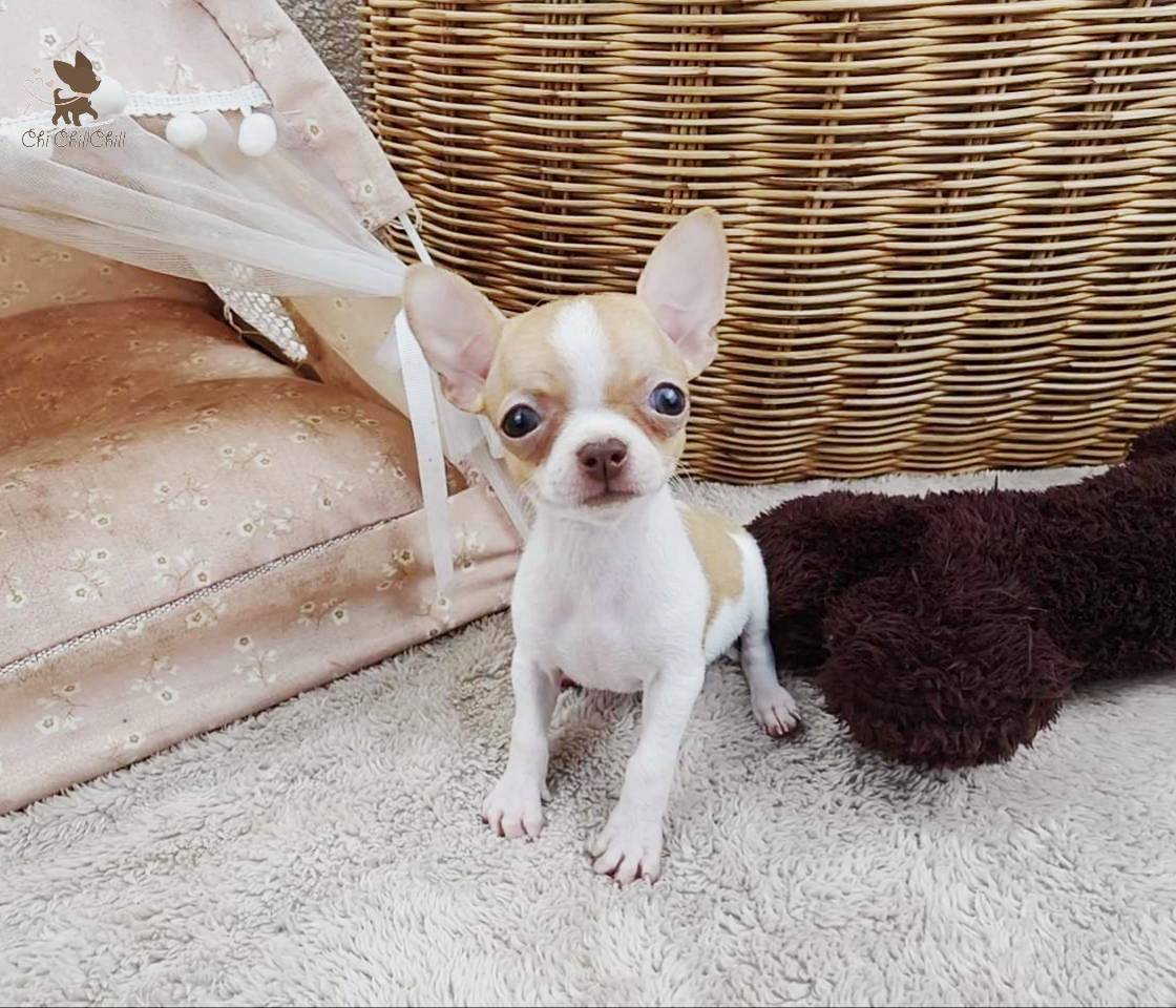 Miss.Teya Chichillchill รูปที่ 3
