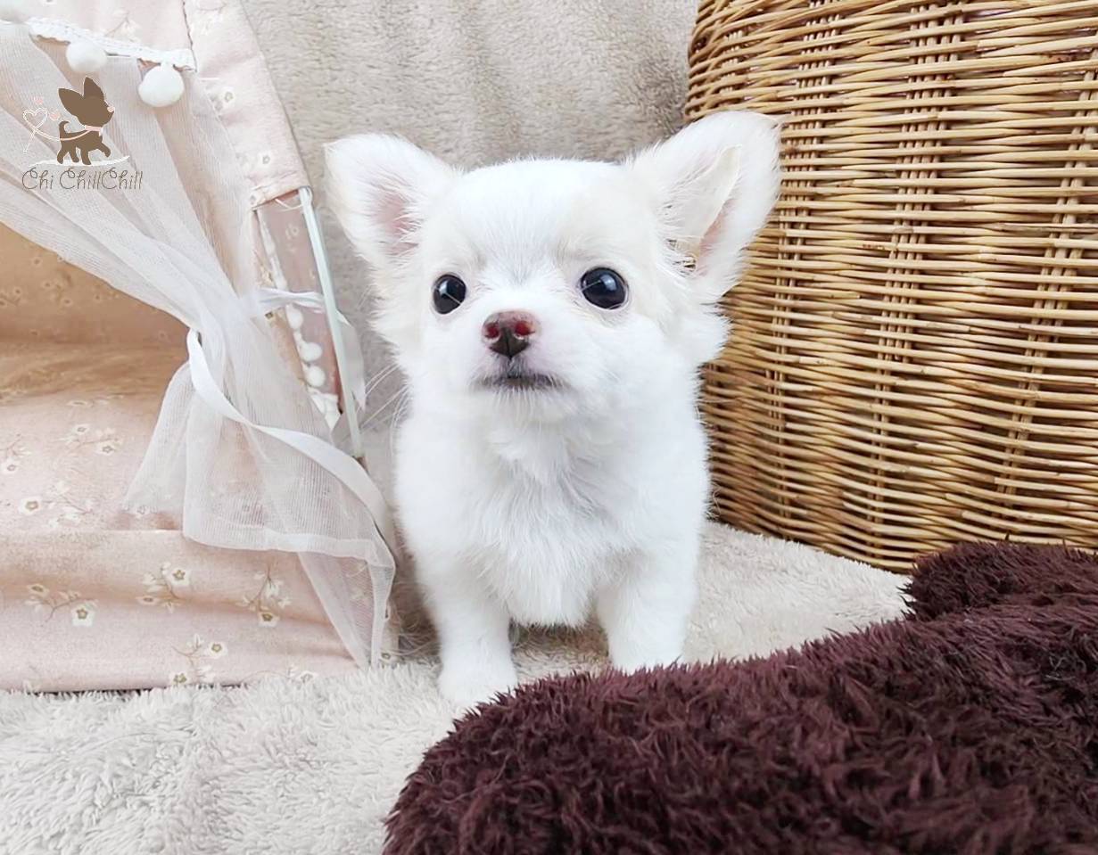 Master.Latte chichillchill รูปที่ 2