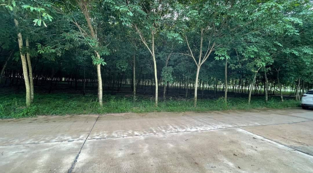 ขายที่ดินพร้อมสวนยางหนองละลอก 5 ไร่ ใกล้นิคมWHA - 5.4 กม. ใกล้ถ.เส้น 3143 - 2.1 กม. อ.บ้านค่าย จ.ระยอง รูปที่ 2